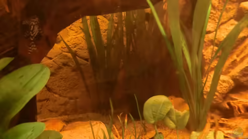 Pflanzen im Aquarium Diskusbecken - nur noch als Beispiel von Steven Tumma (18)