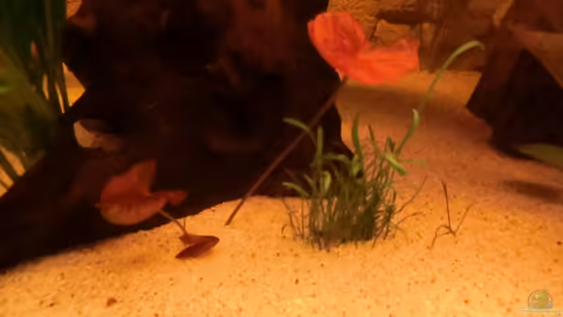 Pflanzen im Aquarium Diskusbecken - nur noch als Beispiel von Steven Tumma (19)