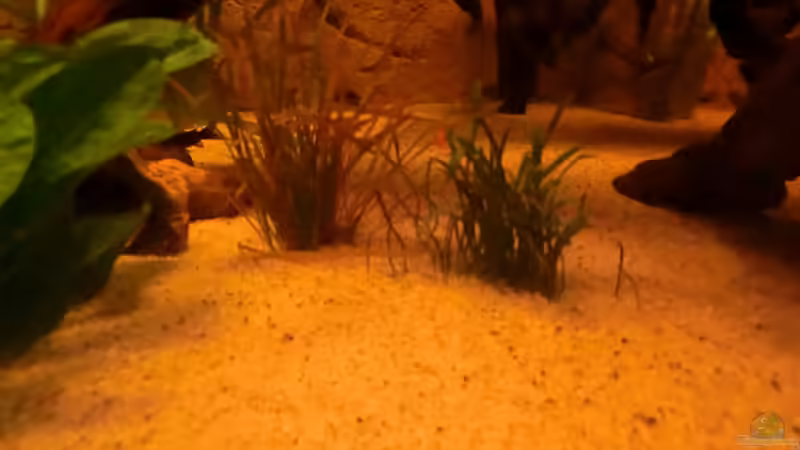 Pflanzen im Aquarium Diskusbecken - nur noch als Beispiel von Steven Tumma (23)