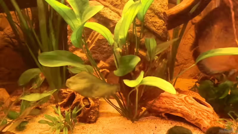 Pflanzen im Aquarium Diskusbecken - nur noch als Beispiel von Steven Tumma (24)