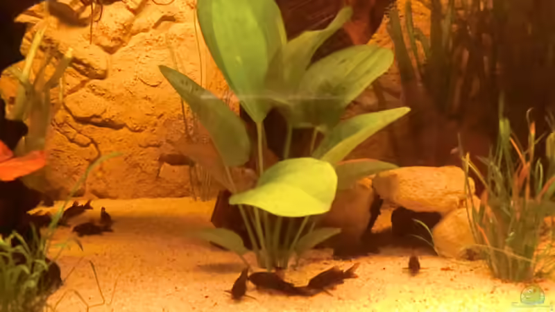 Pflanzen im Aquarium Diskusbecken - nur noch als Beispiel von Steven Tumma (25)