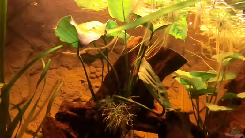Pflanzen im Aquarium Diskusbecken - nur noch als Beispiel von Steven Tumma (26)