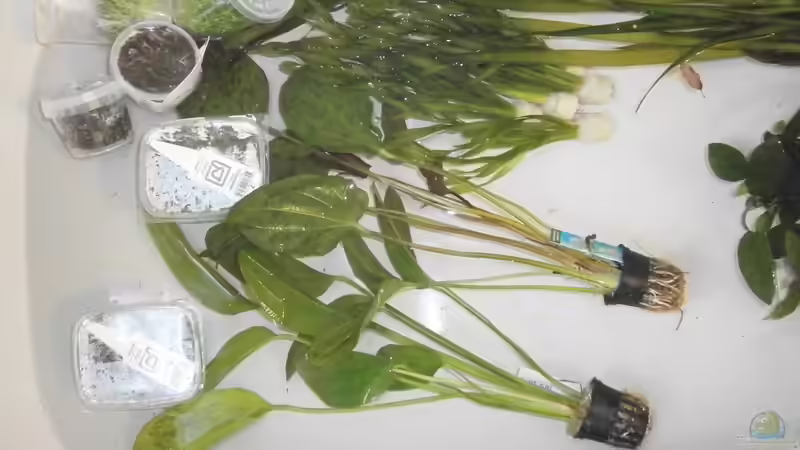 Pflanzen im Aquarium Diskusbecken von Uwe W (18)