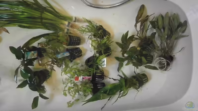 Pflanzen im Aquarium Diskusbecken von Uwe W (19)