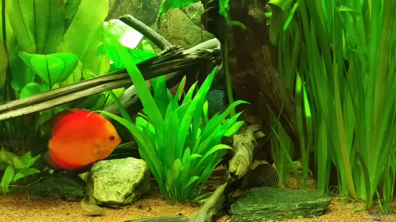 Pflanzen im Aquarium Diskustraum von podoma (23)