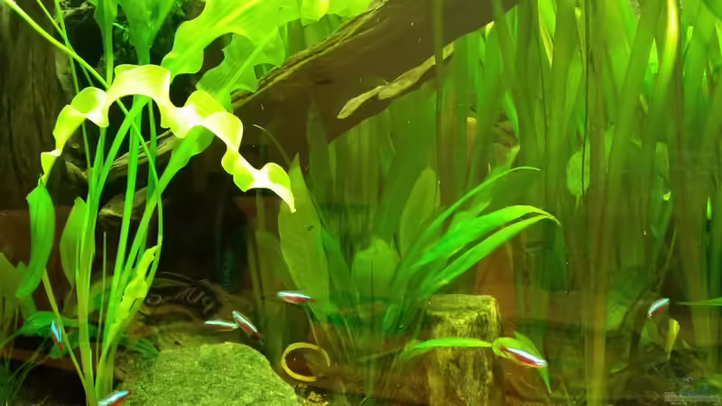 Pflanzen im Aquarium Diskustraum von podoma (25)