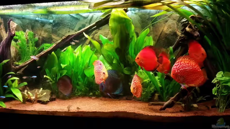 Pflanzen im Aquarium Diskustraum von podoma (26)