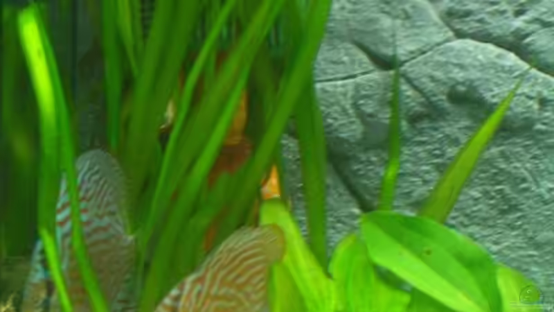 Pflanzen im Aquarium DiskusVision von Diego386 (2)