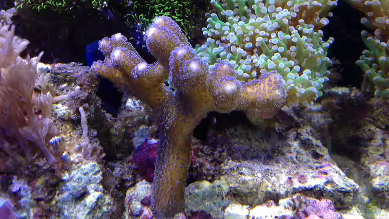 Pflanzen im Aquarium Diud Cube Riff von BenoN (10)