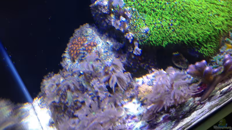 Pflanzen im Aquarium Diud Cube Riff von BenoN (11)