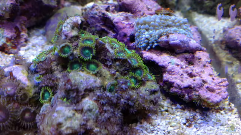 Pflanzen im Aquarium Diud Cube Riff von BenoN (12)