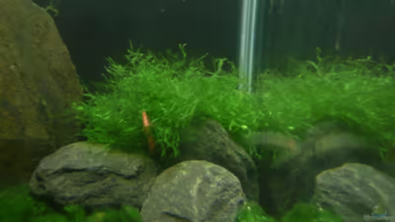 Pflanzen im Aquarium DNC von Cichlid Power (8)