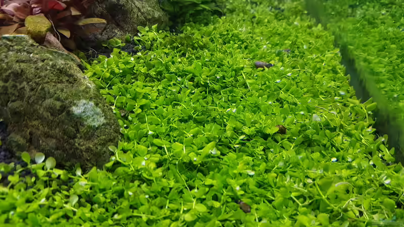 Pflanzen im Aquarium Drachenberg 60x60x60 Cube von Enyo (6)