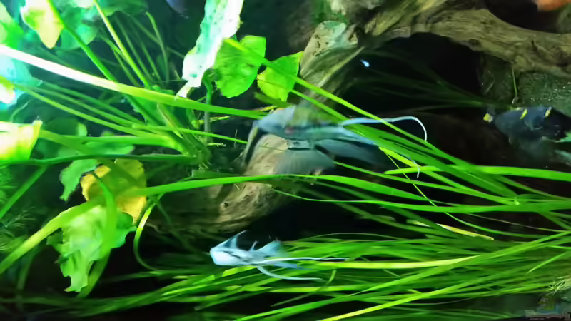 Pflanzen im Aquarium Dream von Krüml (11)