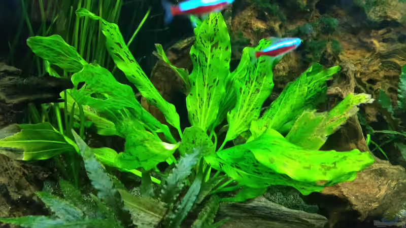 Pflanzen im Aquarium Dream von Krüml (6)