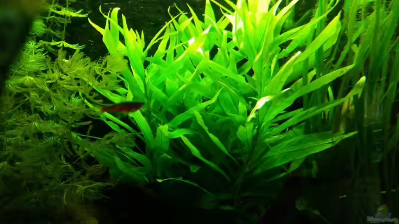 Pflanzen im Aquarium Dream von Krüml (7)