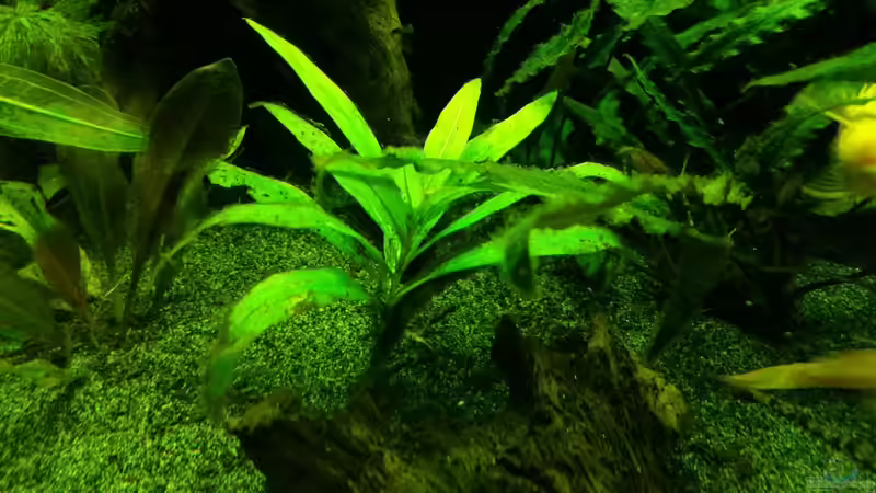 Pflanzen im Aquarium Dream von Krüml (8)