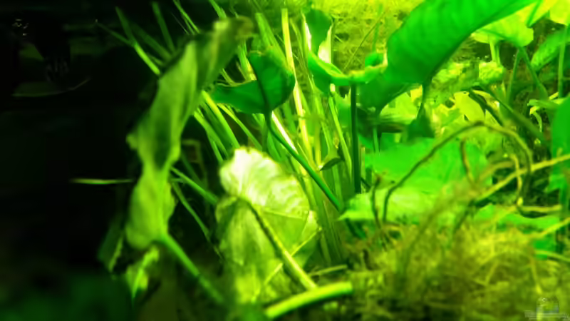 Pflanzen im Aquarium Dream von Krüml (9)