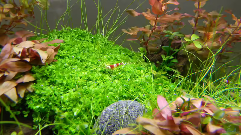 Pflanzen im Aquarium Dry Start Scape Mein Nanoprojekt von Alfur (11)