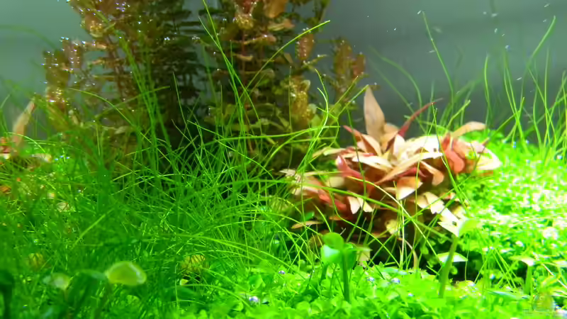 Pflanzen im Aquarium Dry Start Scape Mein Nanoprojekt von Alfur (12)