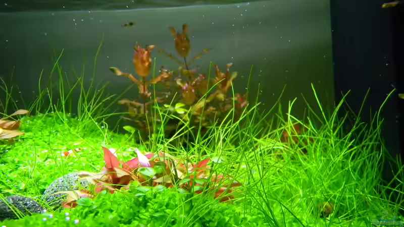 Pflanzen im Aquarium Dry Start Scape Mein Nanoprojekt von Alfur (13)