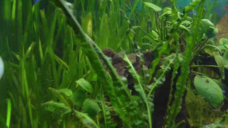 Pflanzen im Aquarium Dschungel von Die Juli (14)