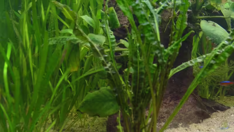 Pflanzen im Aquarium Dschungel von Die Juli (15)