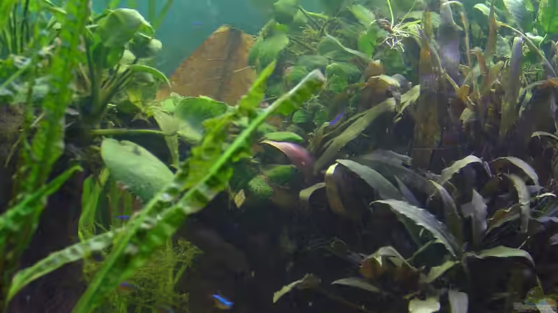 Pflanzen im Aquarium Dschungel von Die Juli (16)