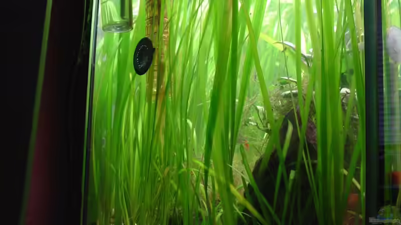 Pflanzen im Aquarium Dschungel von Die Juli (18)