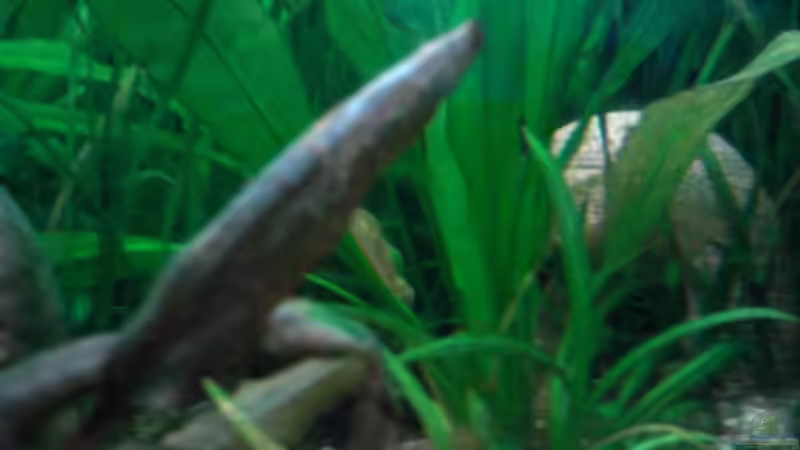 Pflanzen im Aquarium Dschungel von Die Juli (19)