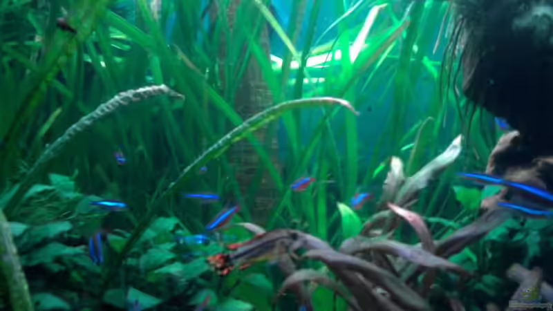 Pflanzen im Aquarium Dschungel von Die Juli (20)