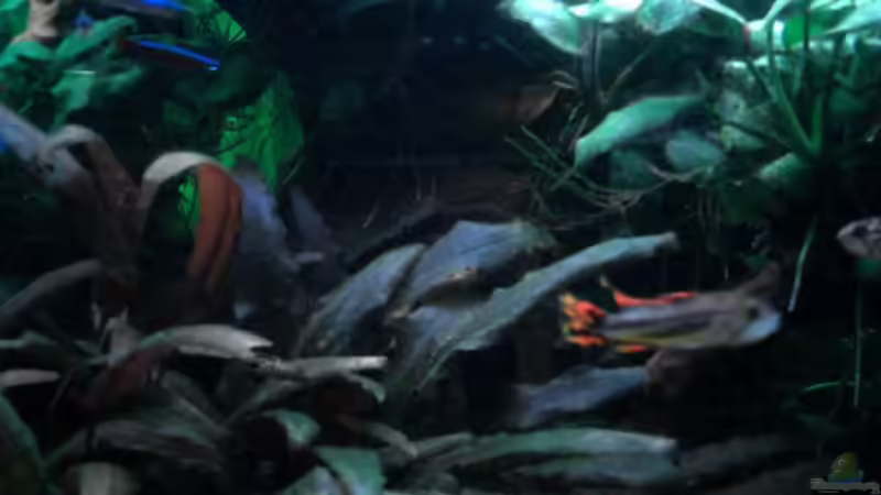 Pflanzen im Aquarium Dschungel von Die Juli (21)