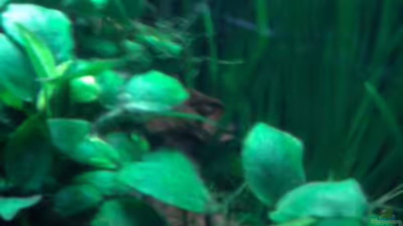 Pflanzen im Aquarium Dschungel von Die Juli (22)