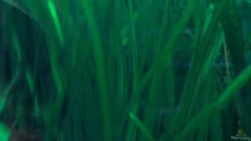 Pflanzen im Aquarium Dschungel von Die Juli (23)