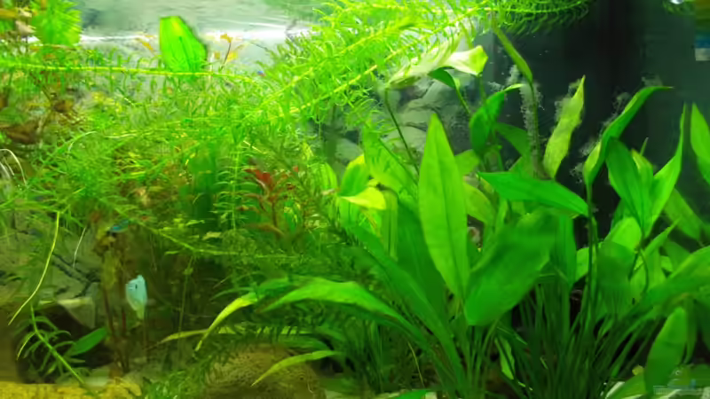 Pflanzen im Aquarium Dschungel von Thomas Huber (7)