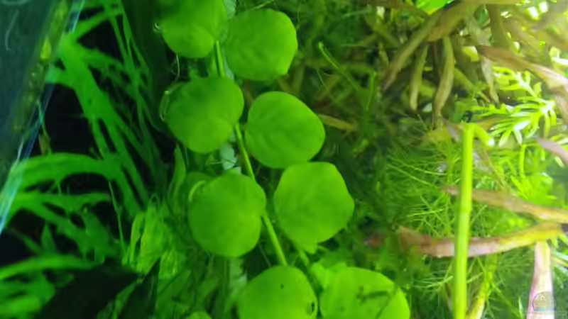 Pflanzen im Aquarium Dschungellichtung von Scaper (5)