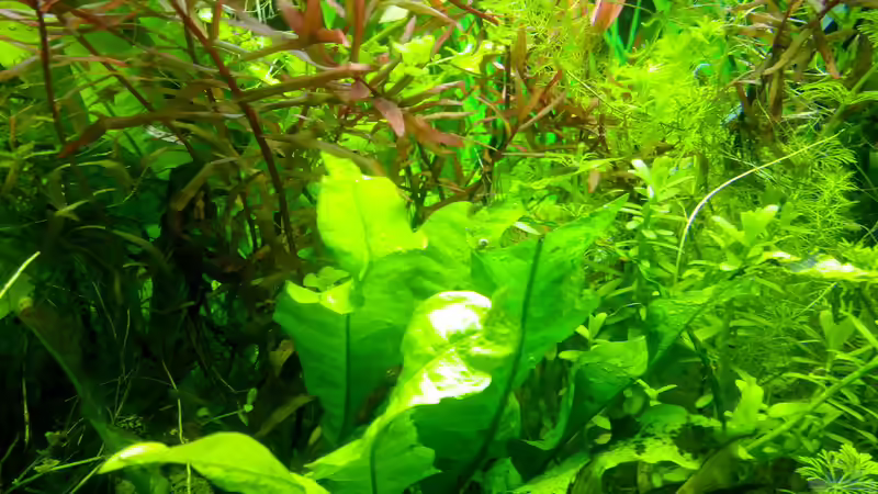 Pflanzen im Aquarium Dschungellichtung von Scaper (8)