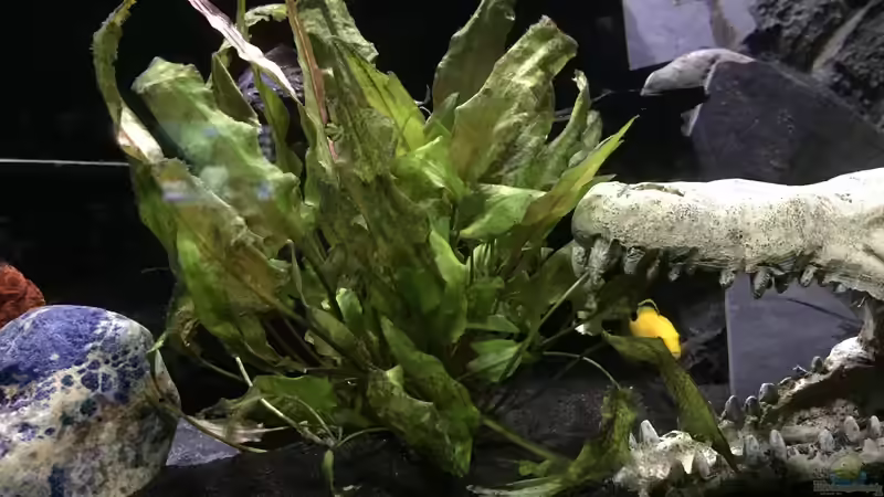 Pflanzen im Aquarium Dunkles Malawi von Saikon (3)