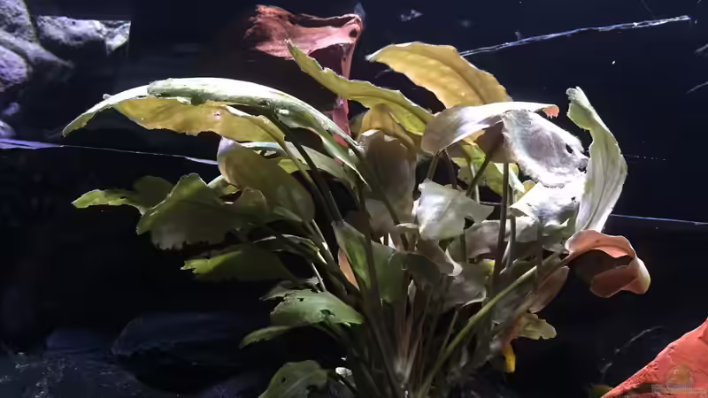 Pflanzen im Aquarium Dunkles Malawi von Saikon (4)