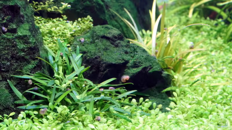 Pflanzen im Aquarium Durchs grüne Tal... - aufgelöst - von Micha... (10)