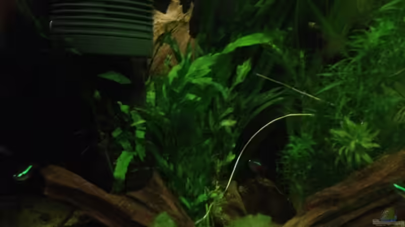 Pflanzen im Aquarium East meets west (aufgelöst) von der Steirer (38)