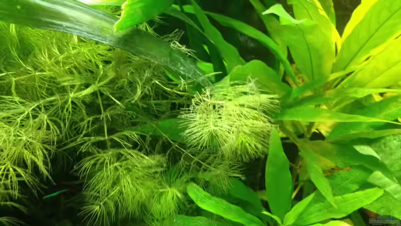 Pflanzen im Aquarium East meets west (aufgelöst) von der Steirer (40)