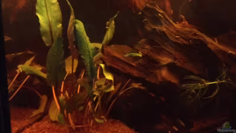 Pflanzen im Aquarium East meets west (aufgelöst) von der Steirer (41)