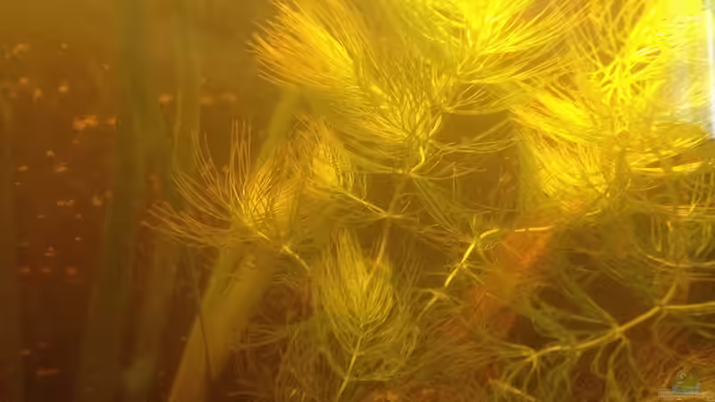 Pflanzen im Aquarium East meets west (aufgelöst) von der Steirer (42)