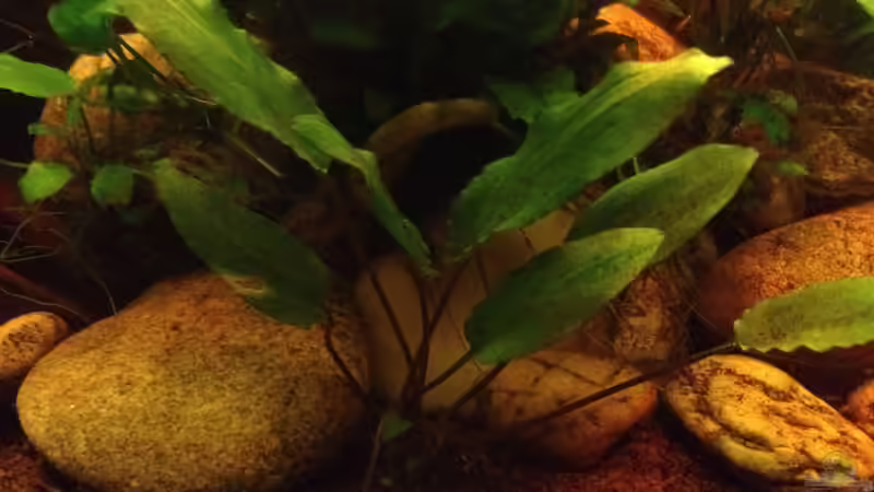 Pflanzen im Aquarium East meets west (aufgelöst) von der Steirer (44)