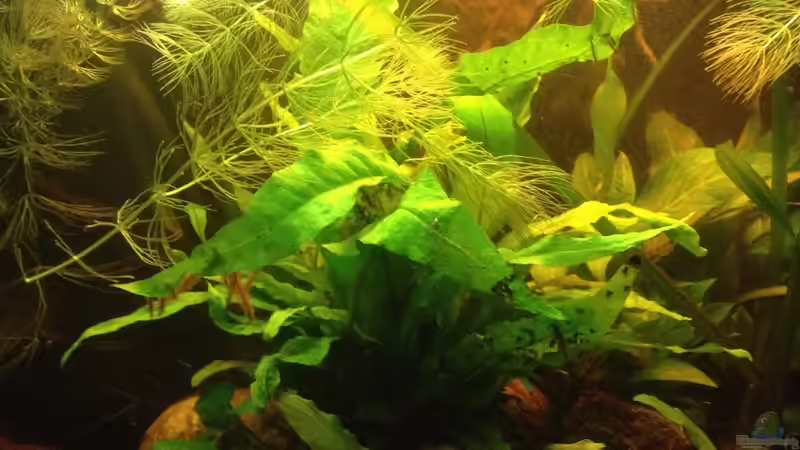 Pflanzen im Aquarium East meets west (aufgelöst) von der Steirer (45)