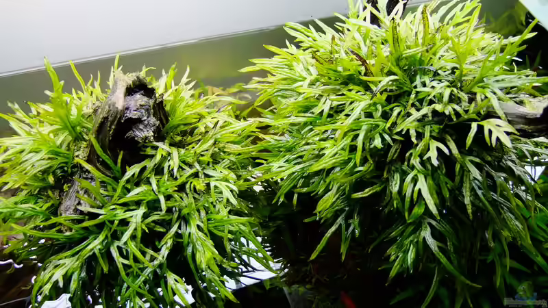 Pflanzen im Aquarium Easy Scaping (nur noch Beispiel) von ManiacXL (20)