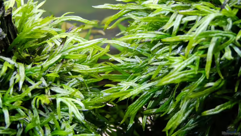 Pflanzen im Aquarium Easy Scaping (nur noch Beispiel) von ManiacXL (21)