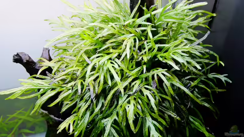 Pflanzen im Aquarium Easy Scaping (nur noch Beispiel) von ManiacXL (22)