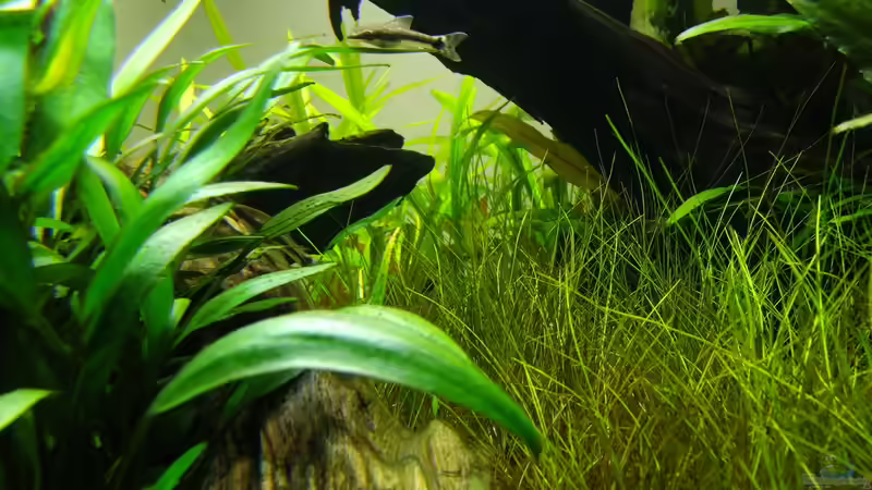 Pflanzen im Aquarium Easy Scaping (nur noch Beispiel) von ManiacXL (24)
